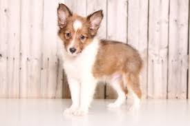 There are 140 sheltie blue merle for sale on etsy, and they cost $18.48 on average. Puppyfinder Com Shetland Sheepdog Puppies Puppies For Sale Near Me In Ohio Usa Page 1 Displays 10