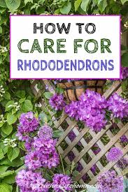 Rhododendron Care How To Grow Beautiful Rhododendrons And Azaleas Gardening From House To Home In 2020 Rhododendron Care Rhododendron Shade Loving Shrubs