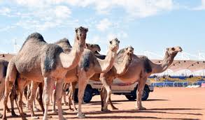 Camels walk in front of judges during a camel beauty contest in rumah, some 160 kilometers east of riyadh, capital of saudi arabia, on jan. King Abdulaziz Camel Festival Arab News