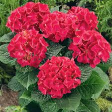 Image result for Hydrangea macrophylla bela obrázek