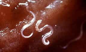 Quels sont les médicaments adaptés et quelle nourriture en cas selon des études vétérinaires récentes, on estime à environ 10% le nombre de chiens concernés par des substances gluantes dans les selles, et même. Vers Ronds Et Vers Plats Ces Parasites Internes Dangereux Pour Les Chats