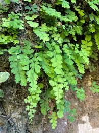 Image result for Adiantum vogelii