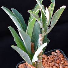 Image result for Adenia repanda