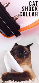 Are shock collars safe for cats? Cat Shock Collar Are They Safe And Do They Work