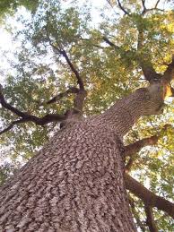100 3263 American Grove Tree Tree Service Red Oak