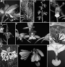 Image result for Eulophia hereroensis