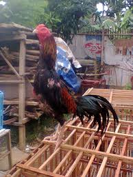 Cara perawatan ayam satu minggu sebelum di adu menurut antoni putra martadipuraподробнее. Cara Merawat Ayam Aduan Dan Melatih Ayam Aduan Bangkok Petarung