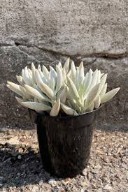 Image result for Senecio sp.no.3