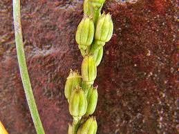 Image result for Juncaginaceae