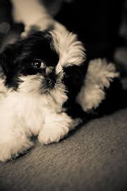 Black And White Shih Tzu Puppy Names Shih Tzu Puppy In Black White Shih Tzu Puppy Shih Tzu Shitzu Puppies