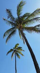Excellent food and excellent service. a private room is available at the palm miami for parties of 10 to 20 guests. Miami Beach Palm Trees South Beach Miami Art Photography Flowers Plants Trees Trees Shrubs Palm Trees Artpal