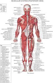 There are anterior muscles diagrams and posterior muscles diagrams. Musculature Anterior View Muscular System Anatomy Human Body Muscles Human Body Anatomy