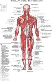 Anterior tibialis thick muscle enabling the foot to flex on the leg and to draw near the median axis of the body; Musculature Anterior View Human Body Muscles Muscular System Anatomy Human Body Anatomy