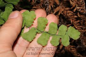 Image result for Adiantaceae