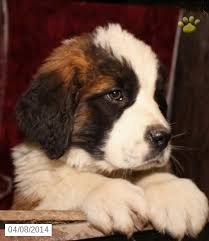 Saint Bernard Puppies For Sale Lancaster Puppies St Bernard Puppy St Bernard Dogs Bernard Dog