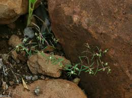 Image result for Euphorbia neopolycnemoides