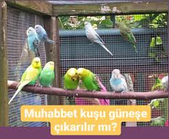 muhabbet kusu gunese cikarilir mi hakkinda bilgi