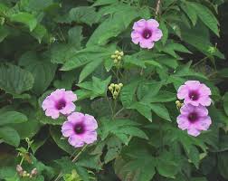 Image result for Ipomoea involucrata