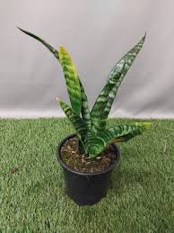 Image result for Sansevieria hyacinthoides