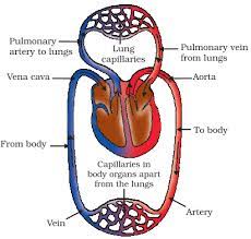 Transportation In Human Beings Circulatory System