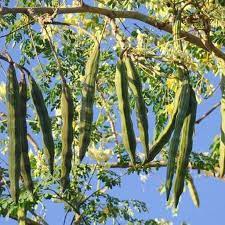 Drumstick Tree Moringa Oleifera In 2021 Organic Seeds Moringa Oleifera Moringa