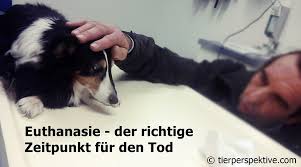 Die ursachen der hyperthyreose bei katzen. Euthanasie Der Richtige Zeitpunkt Fur Den Tod Des Haustieres