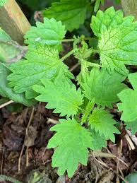 Image result for Urtica urens