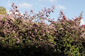 Image result for Vitex trifolia