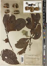 Image result for Eriocoelum microspermum