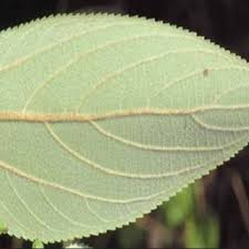 Image result for Trema sp A