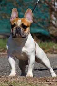 The fbfc supports and recommends that all dogs used for breeding be screened for the following health issues. Black Creek Bulldogs French Bulldogs Breeder Puppies