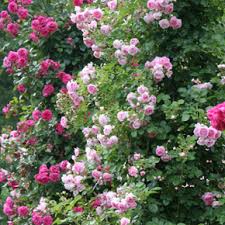 Clp eisen rosenbogen melissa mit tor/tür, doppeltor höhe 150 cm, maße gesamt: Perfekter Rosenbogen Rosen Ratgeber Informatives Rosen Online Kaufen Im Rosenhof Schultheis