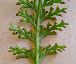Image result for Asplenium theciferum
