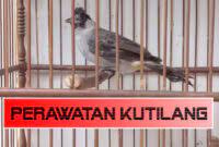 Mikat burung kutilang mala dapat burung yang galak #viral #mikat burung galak. Mitos Memelihara Burung Kutilang
