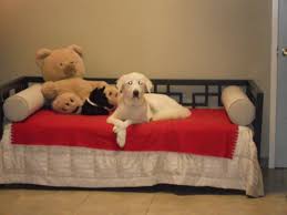 How much does bark avenue daycamp cost for dogs? Bark Avenue Pet Resort 2961 Olympic Industrial Dr Se Atlanta Ga Pet Grooming Mapquest