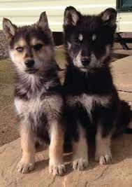 She is a very smart dog and is currently learning sit and stay. 26 German Shepherd Siberian Husky Ideas Siberian Husky Puppies Dog Breeds