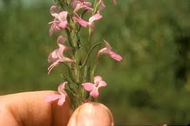 Image result for Striga chrysantha