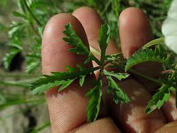 Image result for Ipomoea coptica