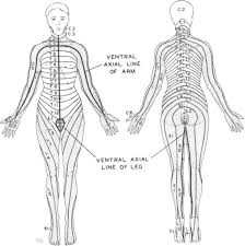 dermatome hypalgesia with posterolateral herniation of lower