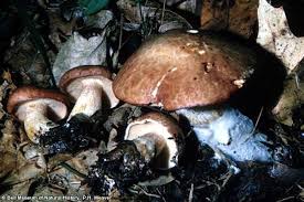 Image result for Suillus weaverae
