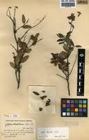 Image result for Xylopia odoratissima