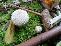 Image result for Trichopteryx fruticulosa