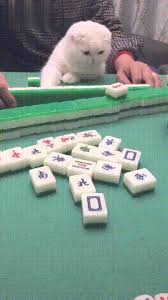 Maybe you would like to learn more about one of these? The Puppet Cat Is Asleep On The Mahjong Table Master I M Used To It Minews