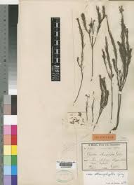 Image result for Gnidia stenophylla