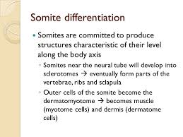 Maybe you would like to learn more about one of these? Neural Tube Somites And The Placenta Ppt Download