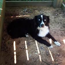 Black And White Aussie Blue Eyes Australian Shepherd Black Bi Bet Blue Eyed Tri Australian Shepherd Blue Eyes Australian