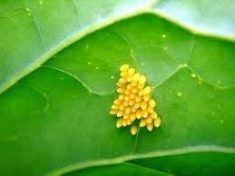 Rama telur updated their profile picture. Coping With Caterpillars Part 2 The Micro Gardener