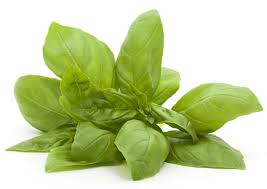 Perfect as a substitute for basil, cilantro can give pesto sauce an impressive kick and can help to balance asian dishes such as thai curries. Cilantro Substitutes Tastessence