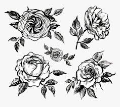 Knumathise realistic black and white rose drawing images. Transparent Rose Drawing Png Black And White Rose Design Png Download Kindpng