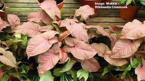 What kind of leaves does syngonium podophyllum have? Syngonium Care How To Grow Arrowhead Plant
